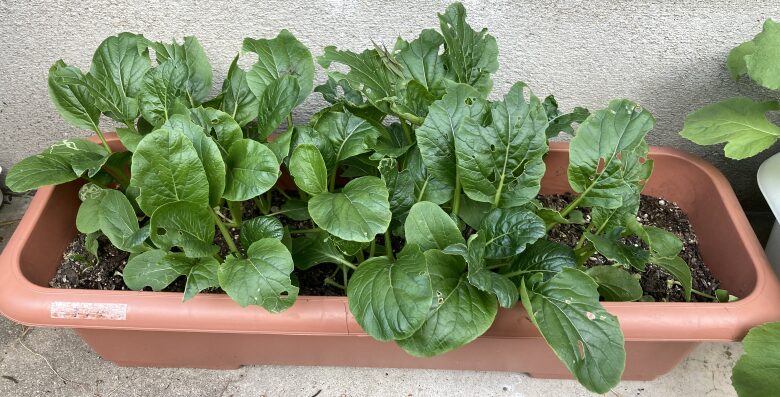 葉が食べられた野菜